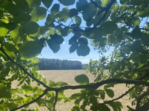 Sommer in der Lobau